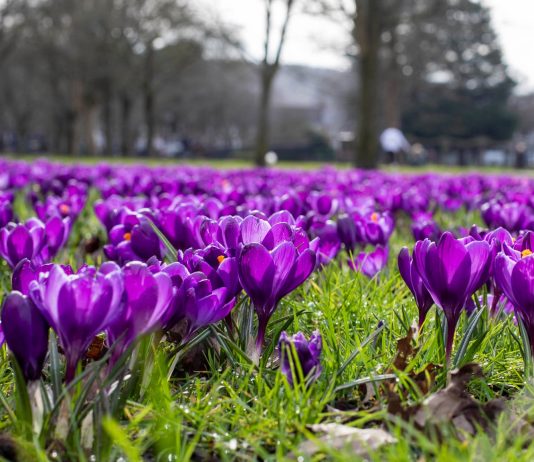 Send us a tip on places to see early spring flowers in the UK – and win a £200 hotel voucher