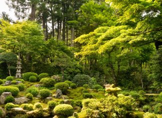 Timeless moss gardens are springing back