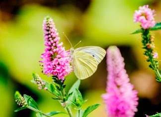 Three neglected herbs to enrich your kitchen garden